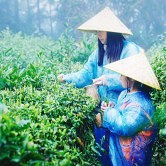 ����԰�ɲ裬�����Ʋ�