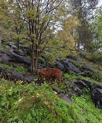 �Լ����ֳ�������ţ�⽴