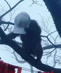 ��üɽ�ĺ��������鴫