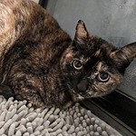 ˭����������ֳ�è��