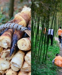 ��������һ���ڹ��