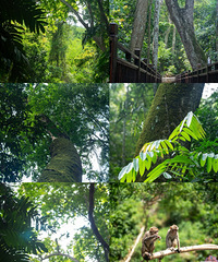 2026��һ��ȥ��˫����ҹ̽ԭʼɭ�ֹ�԰�����������ܽӴ�