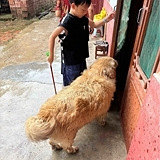 �������Ľ�ë125��