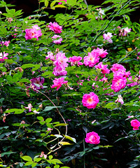 ����ǻ۹�԰�ڣ���ƬǾޱ��ʢ��