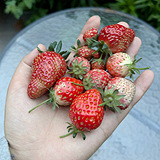 �Լ��ֵĲ�ݮ�������