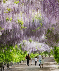 ����������ٻ�԰����