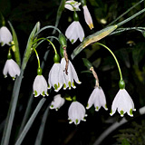 ��ȥ��ѩƬ��������Ů