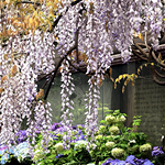 ��������������ܿ���