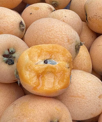 ���������Ѿ����ˣ���ժ����������ζ�����ʱ��