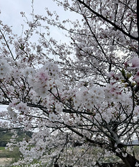 ����������������ӣʤ�أ�������ʷ��