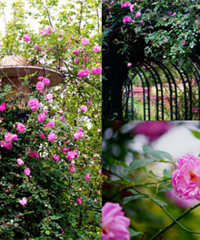 ���������԰����һ��Ǿޱ�������ɺ�