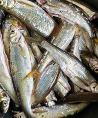 ������㲻ҪǮ