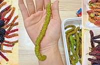 ����޳�����ɣ��̫�Ե��ˣ���ȱ���ζ���޵зḻ