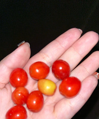 ��ӣ�����ˣ����ݲң�