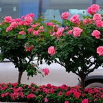 �����̻����Ļ�̫����