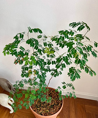 ����ֲ���Ƽ�����ľ�Ⱥ�����ò���ˣ�������Сɭ��