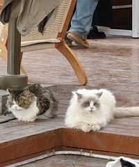 �����Ѽ���ϳԼ������绹��ȥèè��԰ߣè