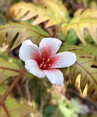 �������񿴻��ǣ�