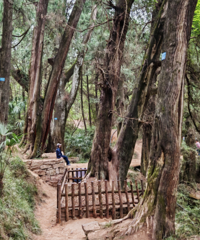 ����̳�ֲݵĹ����