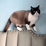 ��ż+��è���޳�����