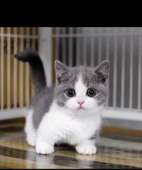 ִ��֮�֣��������ϡ�