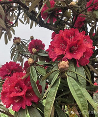 �������ˣ�����ž黨������