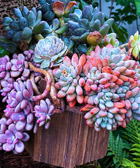 ɽ�����ĩ��