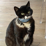 �Ը�õĺ�è��������