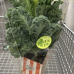 ���¸������Ա�������