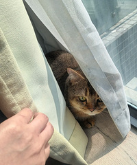 ¥�����쿪ʼװ�ޣ�СèҪ�������ˣ���ҪӦ����