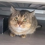 ¥��װ��èҪ��������