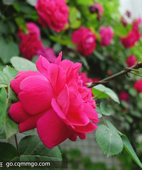 试验:玫瑰花糖~~~~