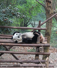 ���㿴������ĳɶ��˼Һ���è����~