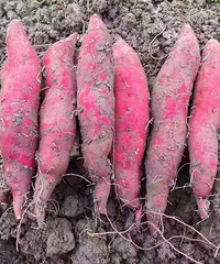 �������еĵع϶���С�������������е�С��