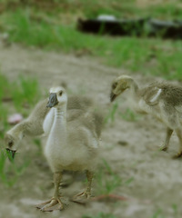 ����ز���������Ϊۻ����