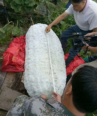 富阳惊险巨型冬瓜重达390斤!4个汉子才能抬动