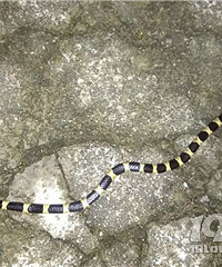 ����ʲô�ߣ���˭֪����