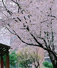 �������С����һ����Ƭ���ˣ�