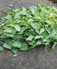 ����һ�˵��ﾪ�֡�ħ��֮�������������ޣ�ȴ������̯���¡���