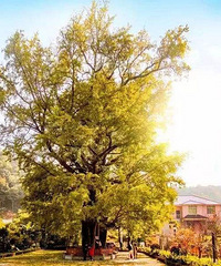 �����Ŵ��䣬�д���������