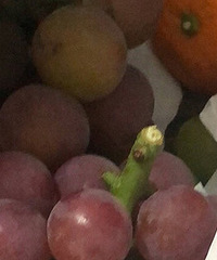 ����԰��������� �����ĺ�