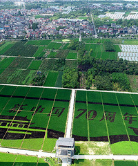 ��ɫ�����������ڣ�ũҵ��ġ�wanghong�����ˣ�