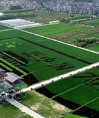 ũҵ���wanghong ��ɫ������������