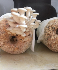 Ģ�����ɣ��²�ȥ���²��˿ڣ�̫�ɰ��ˡ�