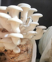 ̫�ɰ���Ģ�����ɣ��²�ȥ���²��˿�