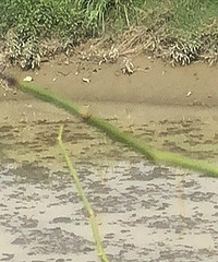 СԴϪ��ˮ ��ɫ��ô��������ˣ�