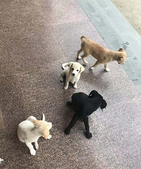 ��ֻС�����ﲻ�����ˣ�������ˡ�