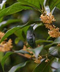 �����������ŵ���̫�ʺ������͹���