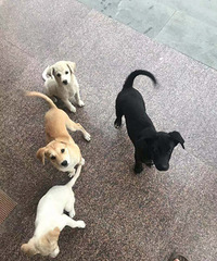 ˭Ҫ����С��������͡�