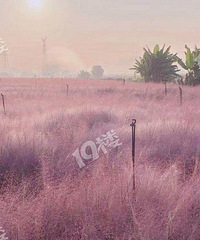 梦幻拍照地——杨家桥村【粉黛草】田